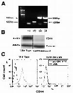 CD44 Antibody