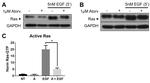 Pan Ras Antibody