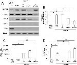 STAT1 Antibody