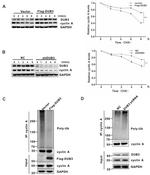 USP17L2 Antibody