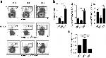 CD1d Antibody in Flow Cytometry (Flow)