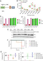 CD3 Antibody in Flow Cytometry (Flow)