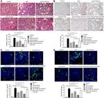 CD3e Antibody in Immunohistochemistry (Frozen) (IHC (F))