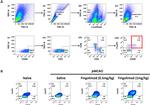 FOXP3 Antibody in Flow Cytometry (Flow)