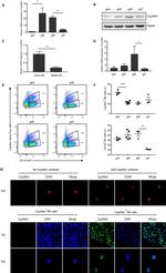 CYP26A1 Antibody in Western Blot, Flow Cytometry (WB, Flow)