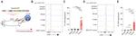 TER-119 Antibody in Flow Cytometry (Flow)