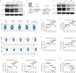 CD4 Antibody in Flow Cytometry (Flow)