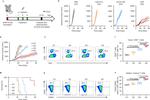 CD44 Antibody in Flow Cytometry (Flow)