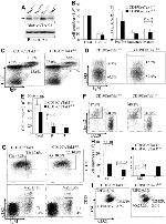 CD23 Antibody in Flow Cytometry (Flow)