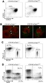 CD45R (B220) Antibody in Flow Cytometry (Flow)