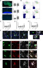 CD4 Antibody in Flow Cytometry (Flow)