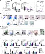 CD69 Antibody in Flow Cytometry (Flow)