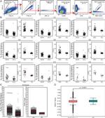 CD16 Antibody in Flow Cytometry (Flow)