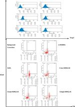 FOXP3 Antibody in Flow Cytometry (Flow)