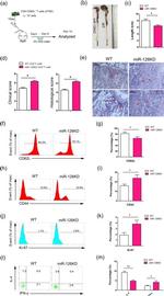 IFN gamma Antibody in Flow Cytometry (Flow)