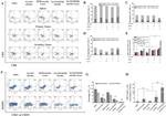 CD4 Antibody in Flow Cytometry (Flow)