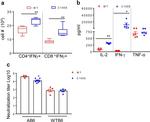 CD4 Antibody in Flow Cytometry (Flow)