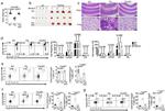 CD44 Antibody in Flow Cytometry (Flow)