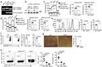 CD279 (PD-1) Antibody in Flow Cytometry (Flow)