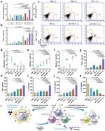 CD4 Antibody in Flow Cytometry (Flow)