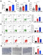 IL-10 Antibody in Flow Cytometry (Flow)