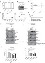 CD4 Antibody in Flow Cytometry (Flow)