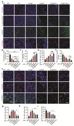 F4/80 Antibody in Immunohistochemistry (IHC)