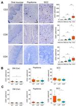 CD4 Antibody in Immunohistochemistry (IHC)