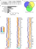 CD90.2 (Thy-1.2) Antibody in Flow Cytometry (Flow)