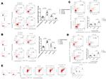 HELIOS Antibody in Flow Cytometry (Flow)