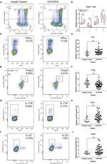 FOXP3 Antibody in Flow Cytometry (Flow)