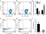 FOXP3 Antibody in Flow Cytometry (Flow)