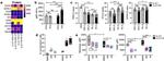 IL-33R (ST2) Antibody in Flow Cytometry (Flow)