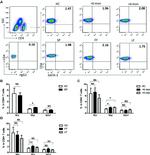 T-bet Antibody in Flow Cytometry (Flow)