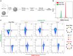 CD63 Antibody in Flow Cytometry (Flow)