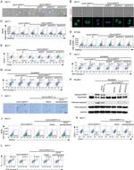 CD24 Antibody in Flow Cytometry (Flow)