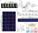 CD10 Antibody in Immunocytochemistry (ICC/IF)