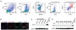 CD10 Antibody in Immunocytochemistry (ICC/IF)