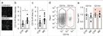 CD11b/c Antibody in Flow Cytometry (Flow)