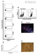 CD31 (PECAM-1) Antibody in Flow Cytometry (Flow)