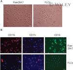 CD14 Antibody in Immunocytochemistry (ICC/IF)