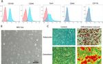 CD105 (Endoglin) Antibody in Flow Cytometry (Flow)