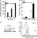 c-Met Antibody in Flow Cytometry (Flow)