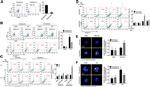 F4/80 Antibody in Flow Cytometry (Flow)