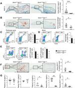 Ly-6C Antibody in Flow Cytometry (Flow)