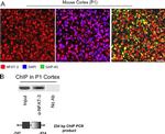 NFATC4 Antibody in Immunocytochemistry, Immunohistochemistry (ICC/IF, IHC)