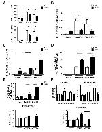 CD11b Antibody in Flow Cytometry (Flow)