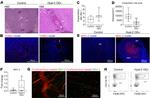 F4/80 Antibody in Flow Cytometry (Flow)