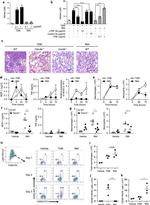 iNOS Antibody in Flow Cytometry (Flow)