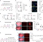 CD11b Antibody in Flow Cytometry (Flow)